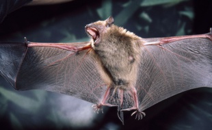 La France compte 34 espèces de chauves-souris.