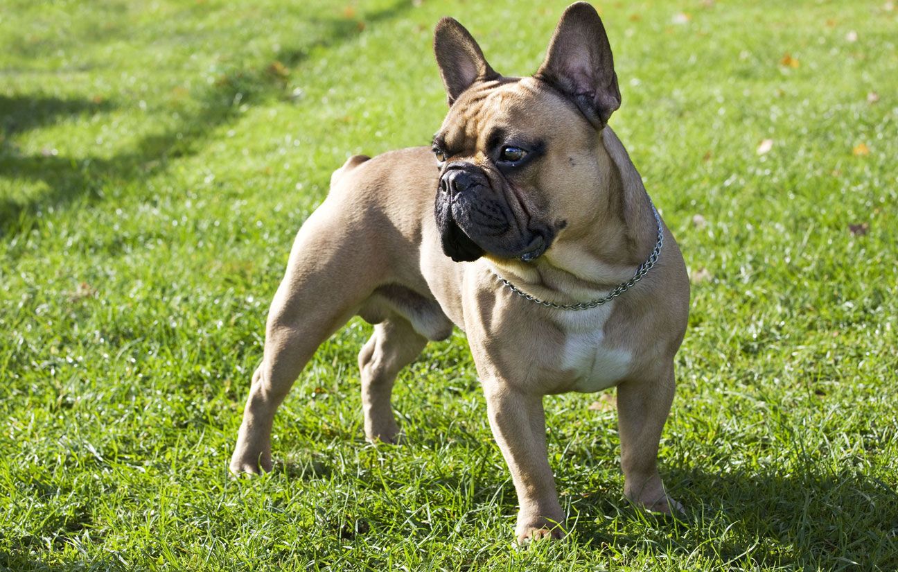 Illustration d'un bouledogue français.