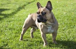 Un bouledogue meurt dans la soute d’un avion, sa maîtresse porte plainte