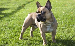 Illustration d'un bouledogue français.
