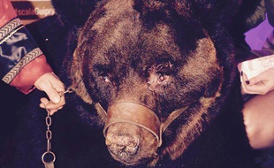 L'ours muselé participait à une soirée cirque organisée par la discothèque La Scala samedi soir.