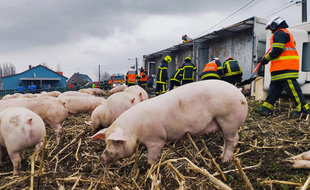 Les pompiers du Nord s'affairent à sauver les cochons.