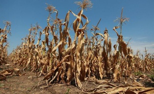 La sécheresse qui frappe depuis le mois de juin les Etats-Unis, la plus grave en 25 ans, n'est pas près de se terminer et des températures très élevées accompagnées d'un temps sec sont à prévoir dans les prochains mois, ont annoncé jeudi des météorologues.