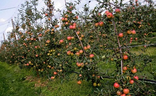 Un verger de pommes.
