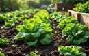Fin juillet au potager : ces légumes-feuilles méconnus promettent des récoltes d’automne généreuses