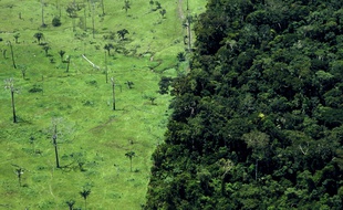 Selon un rapport de plusieurs organisations environnementales, la quasi-totalité de la déforestation en Amazonie brésilienne est illégale.