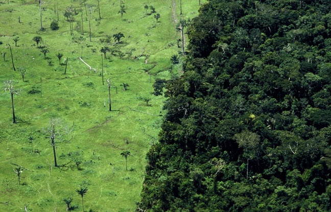 Brésil : 94 % de la déforestation en Amazonie est illégale, selon des organisations environnementales