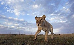 Une lionne dans le Masai Mara, au Kenya.