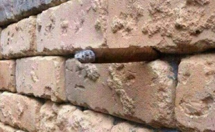 Un mur de briques, et une surprise au milieu.
