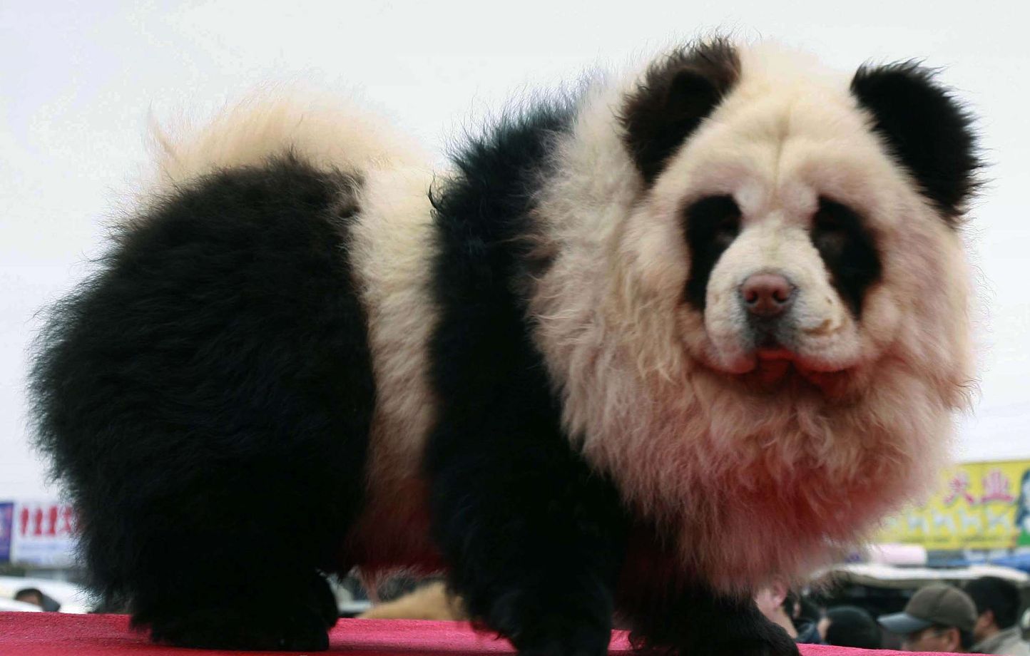 Deux chow-chow ont été peints pour ressembler à des pandas, dans le sud de la Chine. 