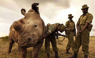 Le rhinocéros Sudan avec ses gardes au Kenya