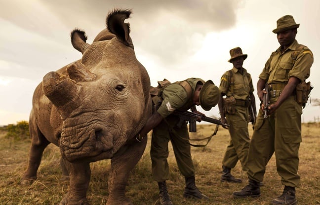 Le dernier rhinocéros blanc du Nord mâle s'est inscrit sur Tinder pour sauver son espèce