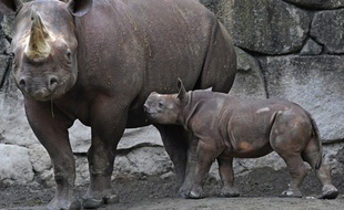 Un rhinocéros noir et son petit au zoo de Tokyo, le 12 juin 2009 (image d'illustration).