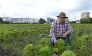 René Kersanté, 75 ans, passe la main à deux structures pour l'installation d'une ferme urbaine à Saint-Denis (Illustration).