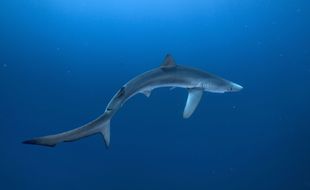 Un requin bleu a été aperçu dans le port de l'Estaque à Marseille.
