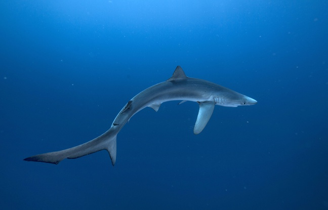 Espagne : Deux requins bleus sèment la panique sur une plage