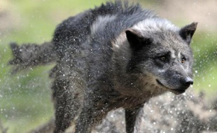 Photo d'archive d'un loup dans mle parc de Sainte-Croix, dans l'est de la France