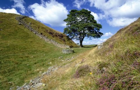 Quatre ans de prison pour avoir détruit l’arbre le plus célèbre d’Angleterre