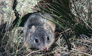 Photo d'un Antechinus, l'une des espèces de marsupiaux qui a un taux de mortalité post-coït important, d'après une étude de l'université du Queensland publiée le 8 octobre 2013.