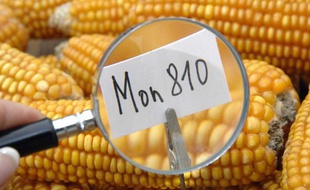 Maïs génétiquement modifié OGM de Monsanto Mon 810.