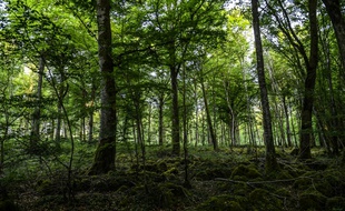 A Châtillon-sur-Seine, dans le futur parc national. (archives)
