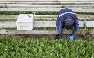 Un travailleur agricole lors du ramassage du muguet.