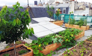 Illustration du potager de 600 m2 sur les toits de l'AgroParisTech