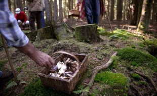 546 cas d'intoxication, dont un cas grave chez un enfant, liés à la consommation de champignons, ont été recensés entre le 1er juillet et le 6 octobre, selon les autorités sanitaires qui mettent en garde samedi les amateurs de cueillette.