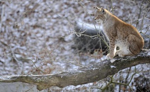 Peut-on relâcher dans la nature un lynx recueilli dans un centre de soins de faune sauvage? Une consultation publique organisée en Franche-Comté a approuvé la démarche, qui attend désormais un ultime arbitrage des services de l'Etat.