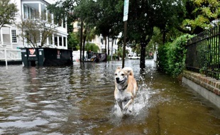 Un chien court dans une rue inondée de Charleston le 4 octobre 2015