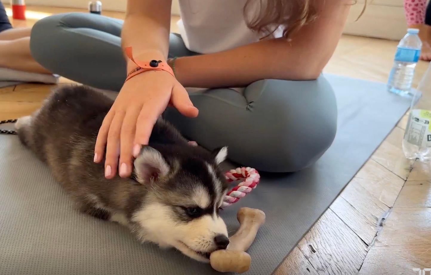 Puppy yoga : « C’est du cirque »… Derrière le côté mignon de la pratique, des risques pour la santé des chiots