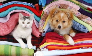 Illustration: un chaton et un chiot.
