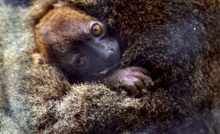 Un bébé lémurien, de l'espèce "grand hapalémur", une espèce rare et classée en danger critique d'extinction.