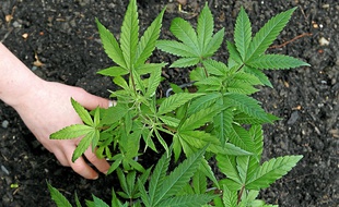 Le cannabis fait toujours débat.