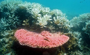 Photo non datée publiée par l'Institut australien des sciences marines le 2 octobre 2012 montrant des coraux de la Grande Barrière de corail en Australie
