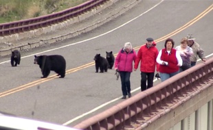Des touristes poursuivis par des ours bruns dans le parc naturel de Yellowstone aux Etats-Unis.