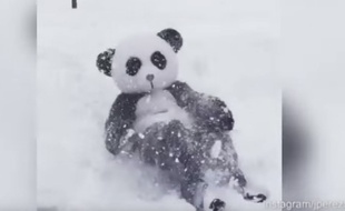 Un homme s'est déguisé en panda pour imiter Tian Tian en train de s'amuser dans la neige.