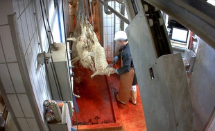 L'association L214 a révélé ce mardi une vidéo montrant des animaux maltraités dans un abattoir du Pays-Basque.