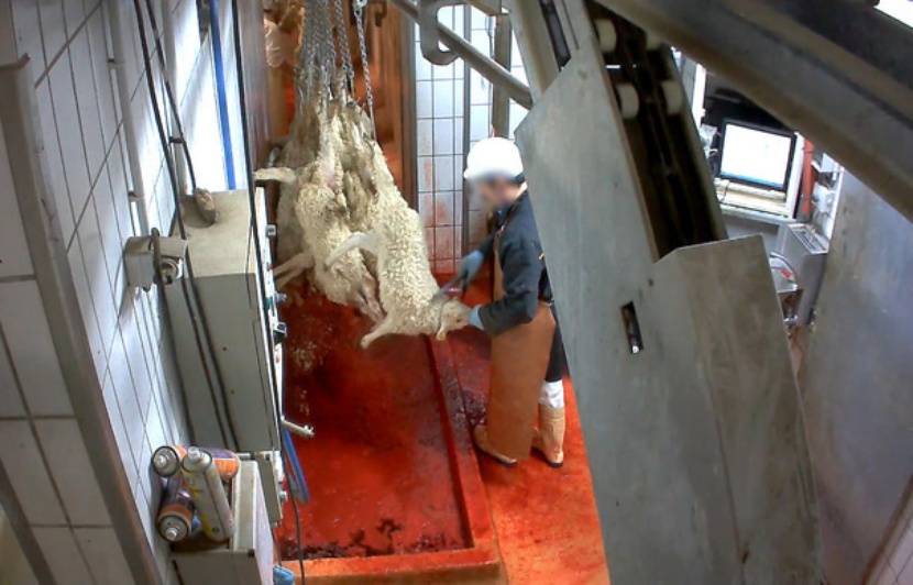 Comment Sont Tuer Les Animaux Dans Les Abattoirs