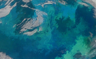 Masses de phytoplancton dans la mer de Barents