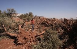 Des centaines d’arbres palestiniens déracinés en Cisjordanie