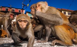 Les macaques rhésus prolifèrent dans la capitale indienne, au risque de perturber le sommet du G20.