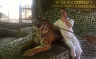 Capture d'écran d'une vidéo montrant un tigre contraint par des coups de perche sur son museau de rugir pour prendre la pause avec des touristes