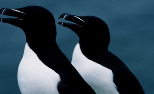 Des pingouins torda.