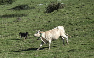 Une vache de race blonde d'Aquitaine