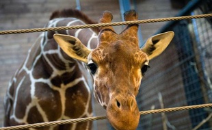 Les internautes danois se montraient agacés lundi sur Twitter par la vague d'indignation mondiale ayant suivi l'euthanasie d'un girafon au zoo de Copenhague pour des raisons génétiques.