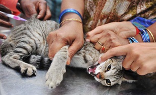 Illustration d'un chat qui se fait vacciner en Inde.