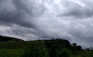 Une «pluie» d'araignées au Brésil, début janvier 2019.