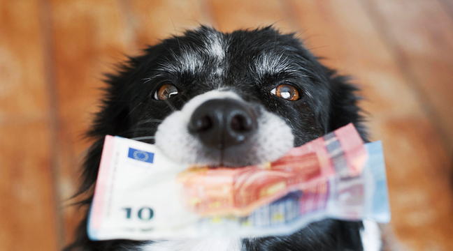Alimentation, vétérinaire, dressage Combien coûte un animal de 