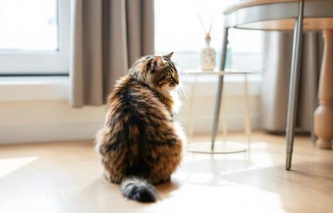 Cette odeur très courante dans les maisons peut stresser votre chat sans que vous le soupçonniez